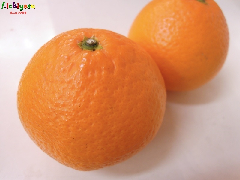 愛媛の 生成り栽培清見タンゴール Today Sfruits 愛媛の 生成り栽培清見タンゴール Today Sfruits