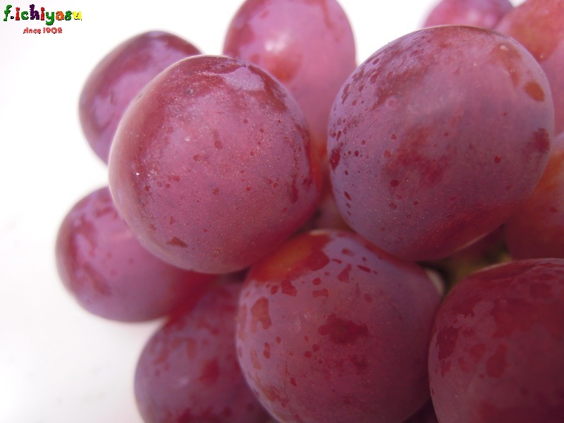 チリ産のブドウ レッドグローブ Today Sfruits